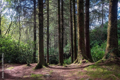Forest near Loch Lomond, Highlands, Scotland