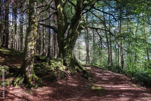 Forest near Loch Lomond  Highlands  Scotland