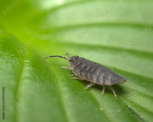 Closeup of a common rough woodlouse (porcellio scaber latreille) standing on a green leaf photo