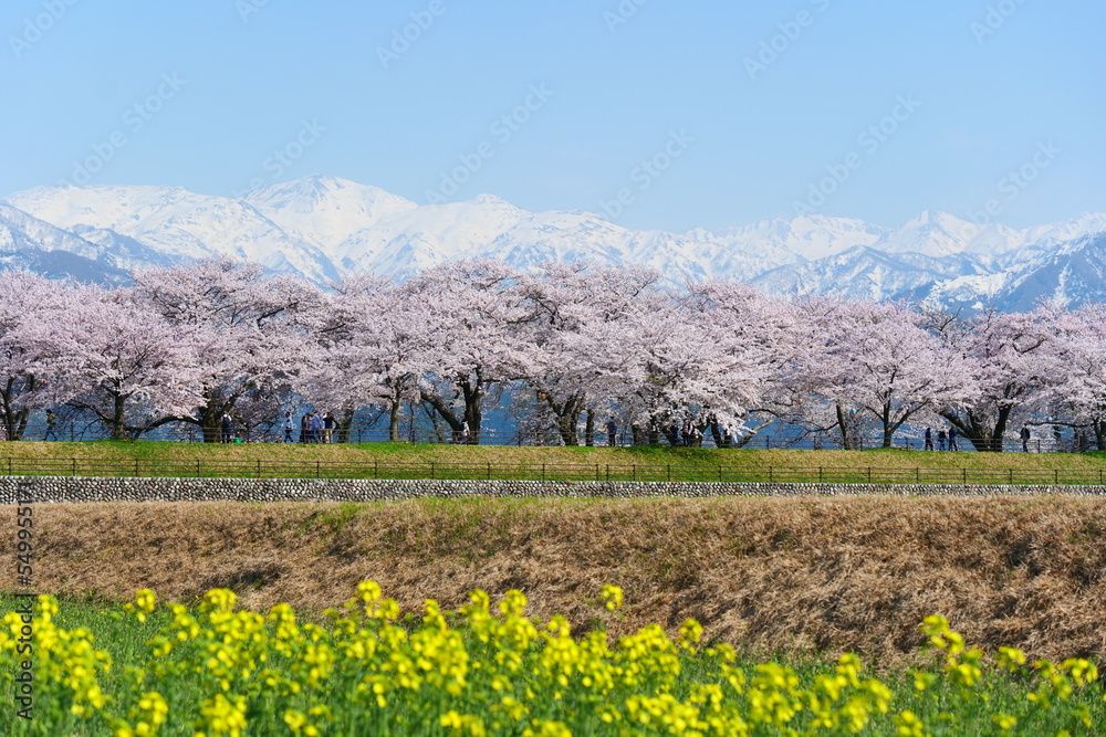 舟川べり桜並木。春の四重奏。朝日、富山、日本。4月中旬。