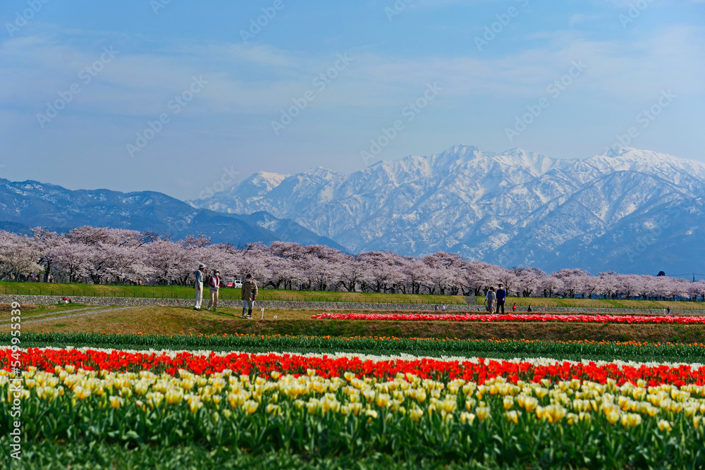 舟川べり桜並木。春の四重奏。朝日、富山、日本。4月中旬。 舟川べり桜並木。春の四重奏。朝日、富山、日本。4月中旬。
