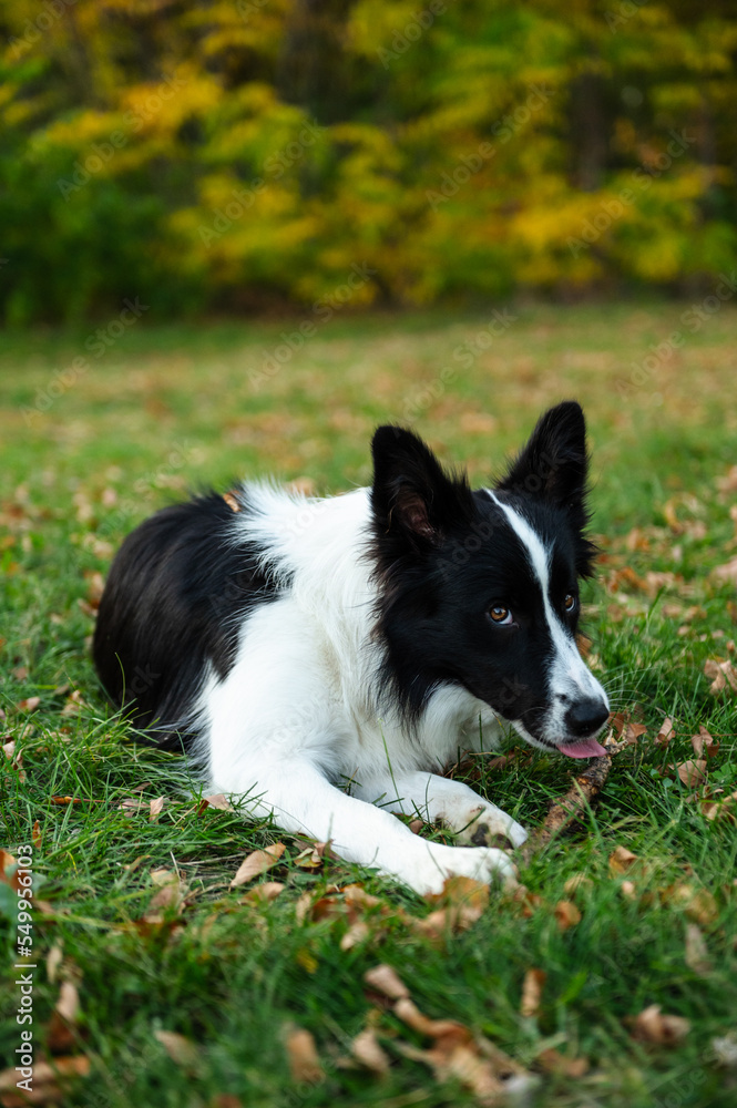 Portrait of beauty border collie. Young dog in the park, playing dog on the grass in the autumn, beautiful nature colors Portrait of beauty border collie. Young dog in the park, playing dog on the grass in the autumn, beautiful nature colors