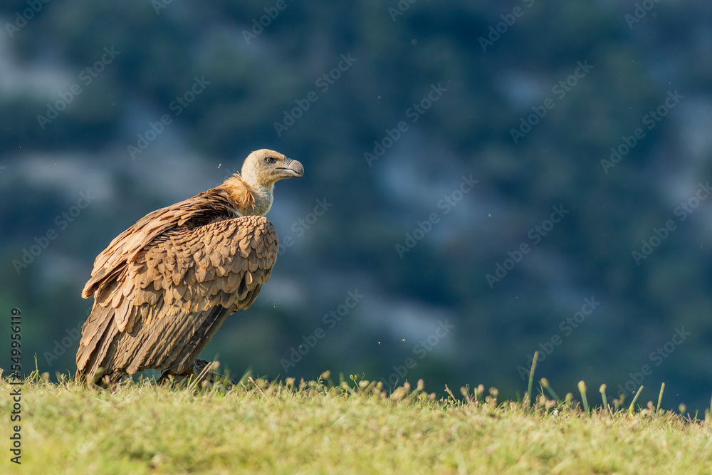 Fototapeta premium A griffon vulture (Gyps fulvus)