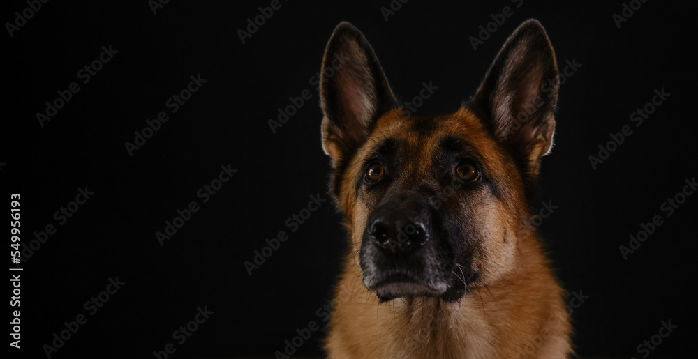 Beautiful serious breed of dog, muzzle close-up. Horizontal web banner with copy space. Portrait of red German Shepherd on black background, studio photo inside.