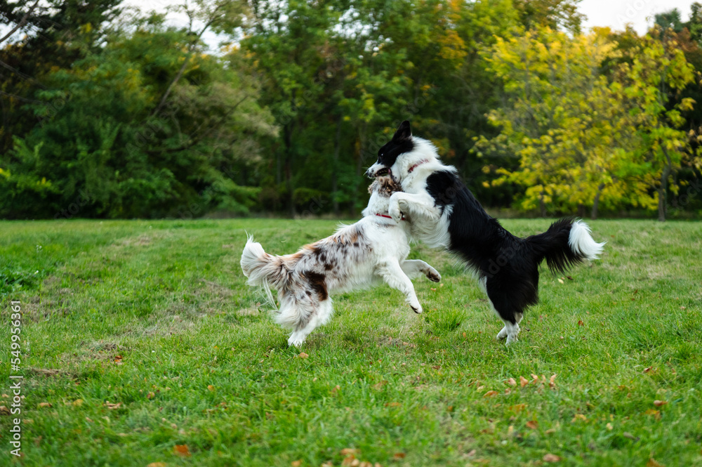 Portrait of beauty border collie. Young dog in the park, playing dog on the grass in the autumn, beautiful nature colors