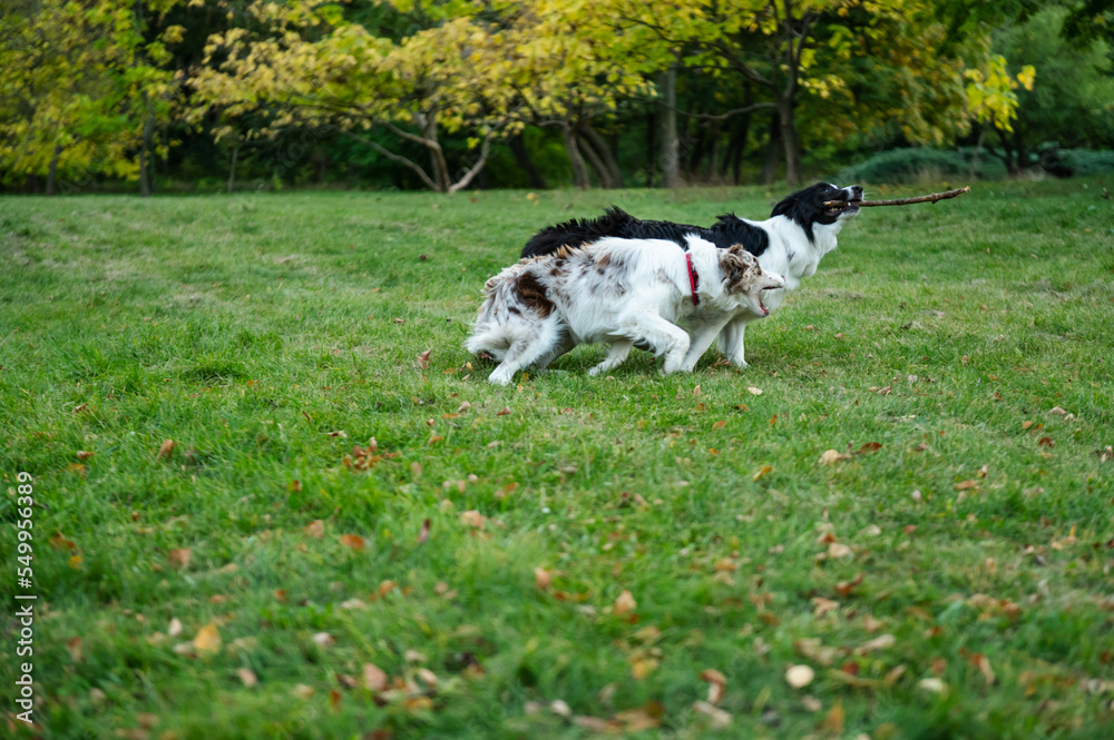 Portrait of beauty border collie. Young dog in the park, playing dog on the grass in the autumn, beautiful nature colors Portrait of beauty border collie. Young dog in the park, playing dog on the grass in the autumn, beautiful nature colors