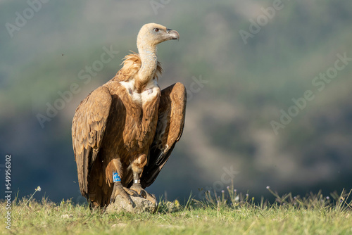 A griffon vulture (Gyps fulvus)