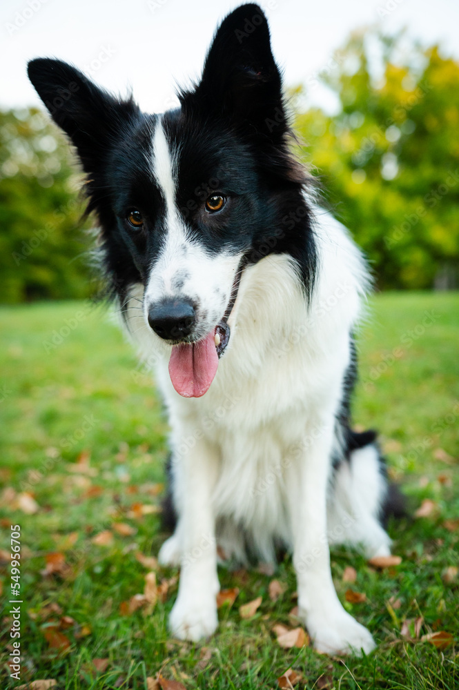 Portrait of beauty border collie. Young dog in the park, playing dog on the grass in the autumn, beautiful nature colors