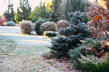 beautiful winter or late autumn garden view with first frost, snowy conifers and shrubs