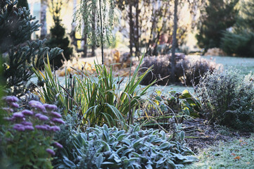 beautiful winter or late autumn garden view with first frost, snowy conifers and shrubs