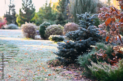 beautiful winter or late autumn garden view with first frost, snowy conifers and shrubs