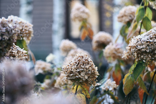 beautiful winter or late autumn garden view with first frost, snowy conifers and shrubs