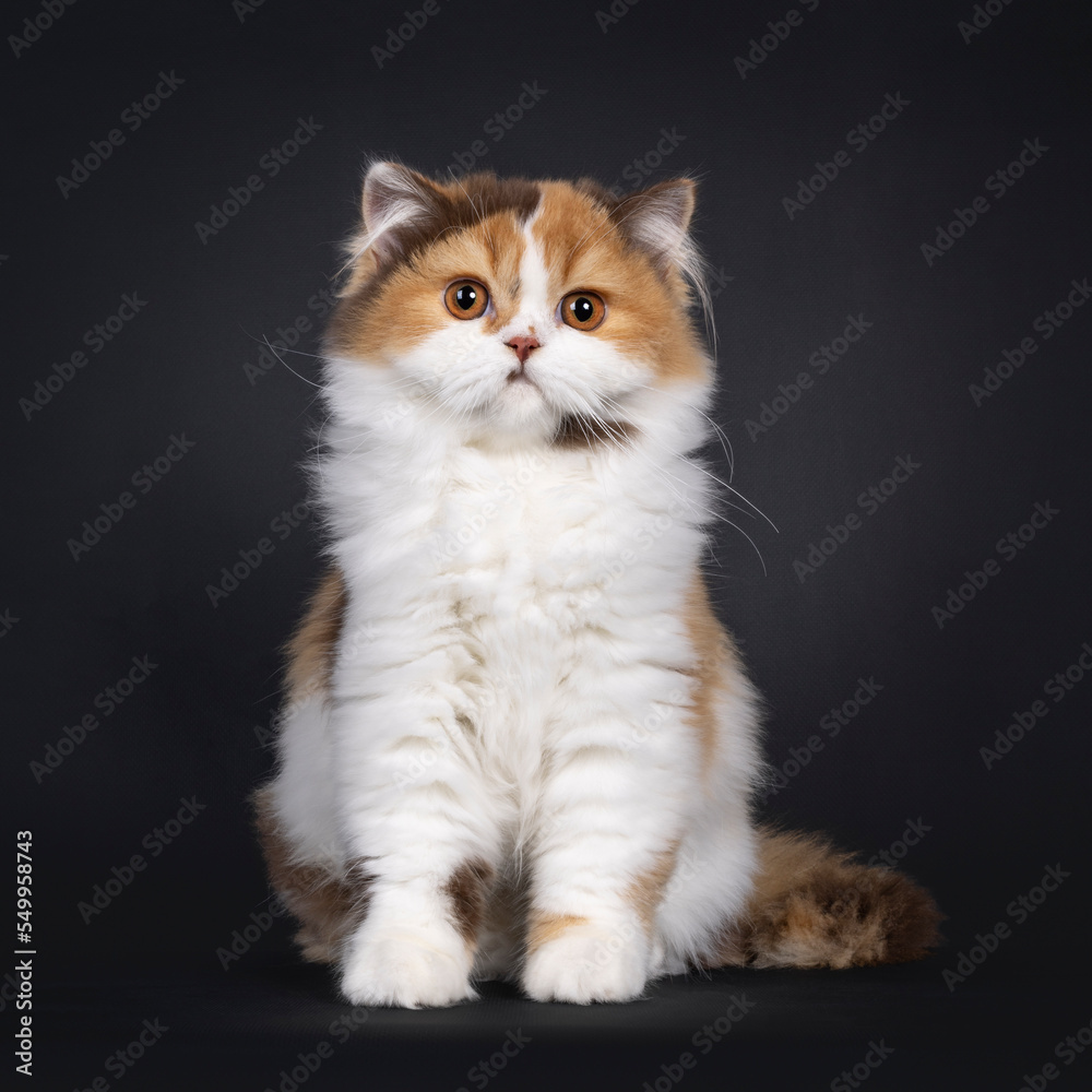 Cute tortie British Longhair cat kitten, sitting up facing front. Looking towards camera. Isolated on a black background.