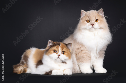 Cute duo British Longhair cat kittens, sitting up and laying down beside each other. Looking towards camera. Isolated on a black background.