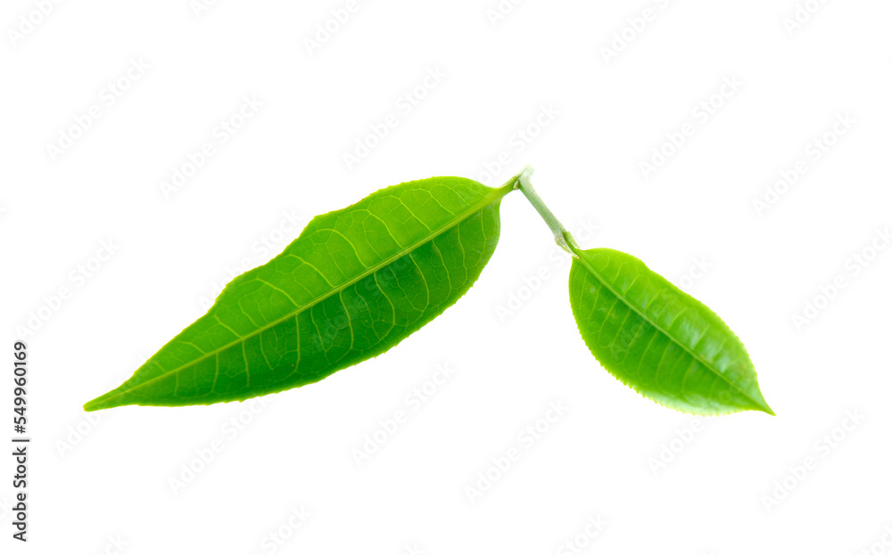 Fototapeta premium Green tea leaf isolated on transparent png