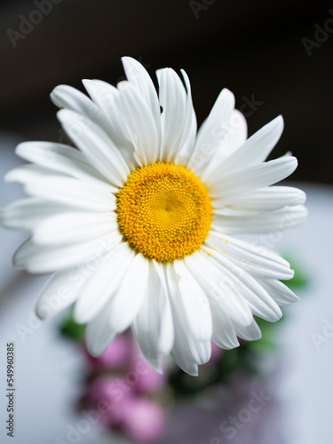 daisy flower macro photography