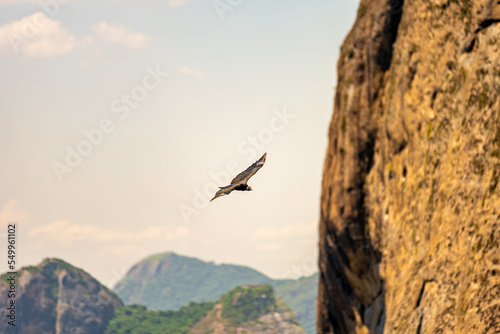 condor flying next to a rock above the ocean