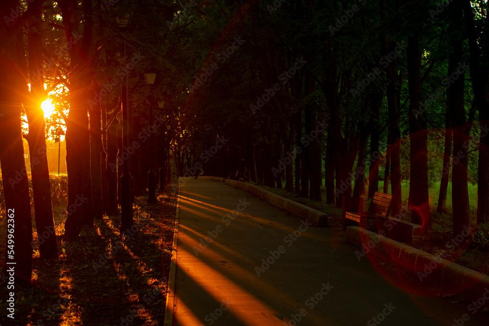 Evening view of a small boulevard with planted trees. Street for calm and romantic evening walks in a small town. View of the alley with trees and the light of the setting sun. Long shadows at dusk.