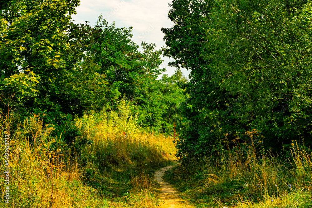 A narrow path through the trees. Path from the countryside trodden by people passing by. A narrow path through the trees. Path from the countryside trodden by people passing by.