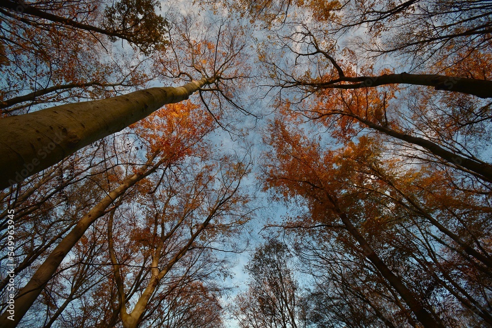 Fototapeta premium Baumkronen