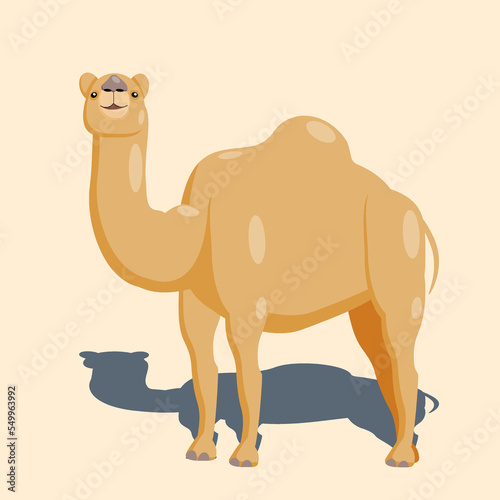 Cartoon camel character standing minimalist beige color in desert with shadow. Isolated vector illustration.