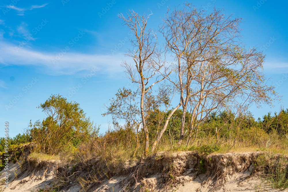 A withering whimsically twisted tree on a sandy shore near the sea. Unfavorable environment for plant survival. Background to the theme of drought and depletion of fertile soils. A withering whimsically twisted tree on a sandy shore near the sea. Unfavorable environment for plant survival. Background to the theme of drought and depletion of fertile soils.