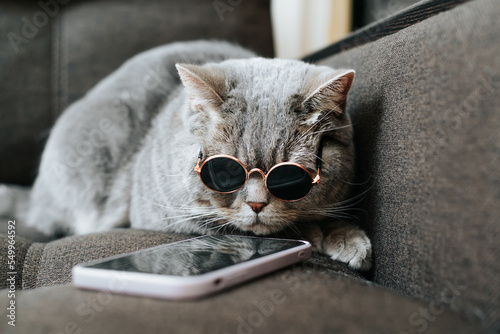 Hipster gray cat in sunglasses using mobile phone on couch. Pet browsing internet on smartphone, indoors photo