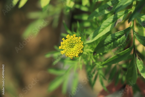 Close up of beautiful marigold flower pattern in the garden.