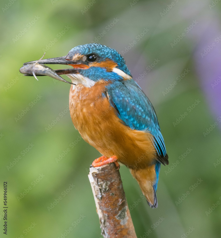 Fototapeta premium Kingfisher June 2022