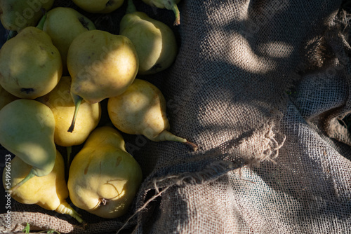 a wooden box with bright yellow pears stands on the fresh green grass