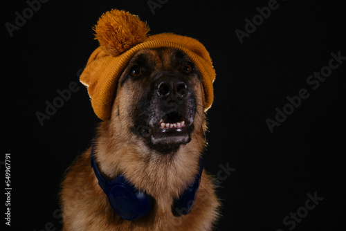 Dog hipster music lover. Concept of dog looks like person. Happy German Shepherd with yellow knitted hat on head listens to music with headphones, studio portrait close up on black background.