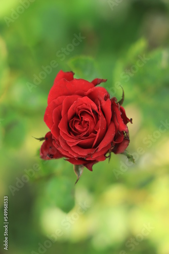 Red rose on green branch