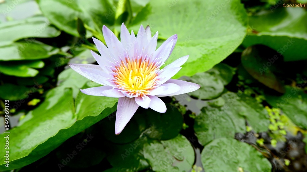Lotus Lotus