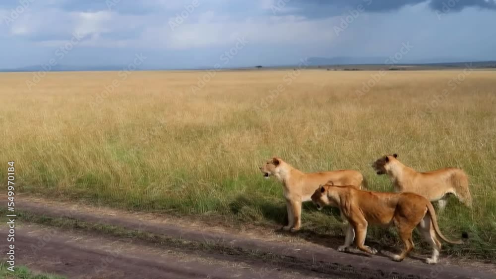 Pride of wild lionesses walking and looking for prey to hunt in Serengeti, Africa Pride of wild lionesses walking and looking for prey to hunt in Serengeti, Africa