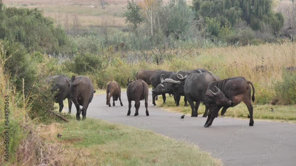 African buffalo herd block the main road African buffalo herd block the main road