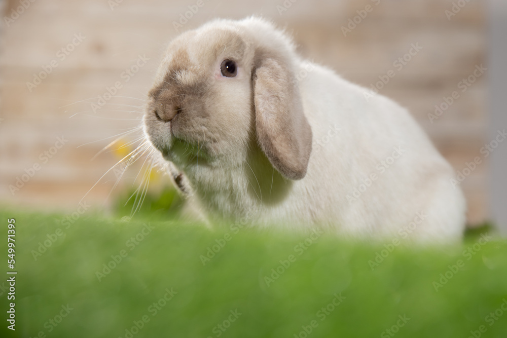 Easter bunny sitting on green grass. Cute colorful bunny, green background, spring holiday, symbol of Easter, rabbits crawling on the green grass Easter bunny sitting on green grass. Cute colorful bunny, green background, spring holiday, symbol of Easter, rabbits crawling on the green grass