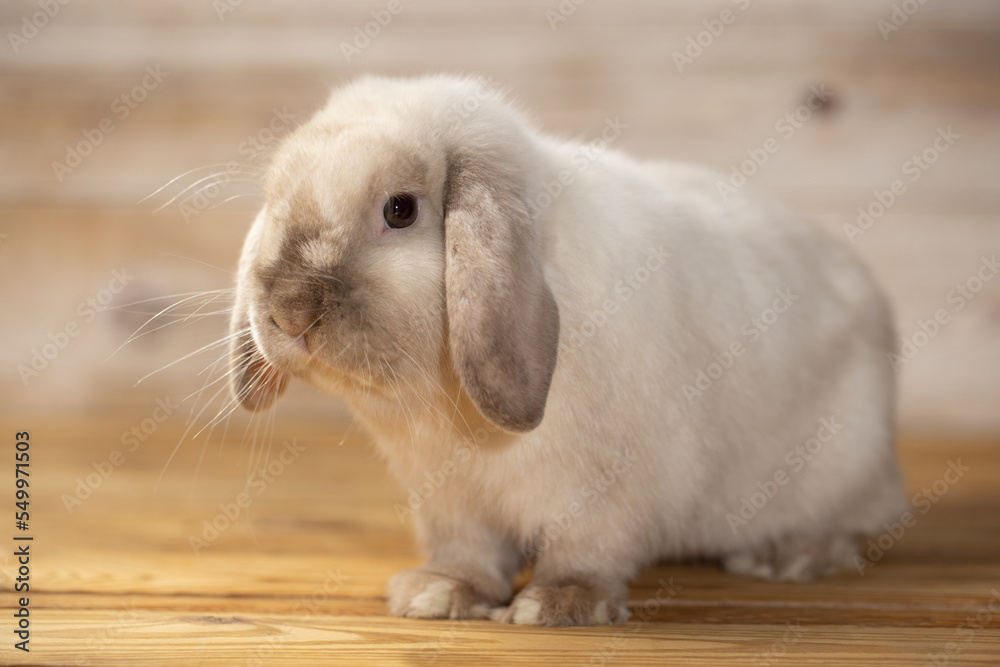 Lovely bunny easter rabbits on wooden light background. beautiful lovely pets. Lovely bunny easter rabbits on wooden light background. beautiful lovely pets.