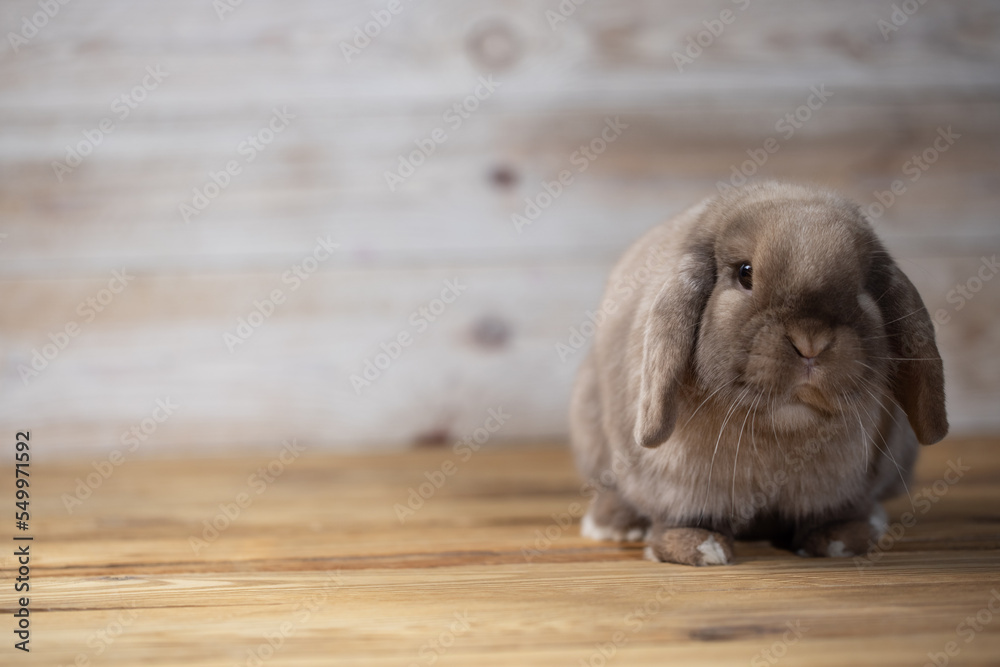 Fototapeta premium Lovely bunny easter rabbits on wooden light background. beautiful lovely pets.