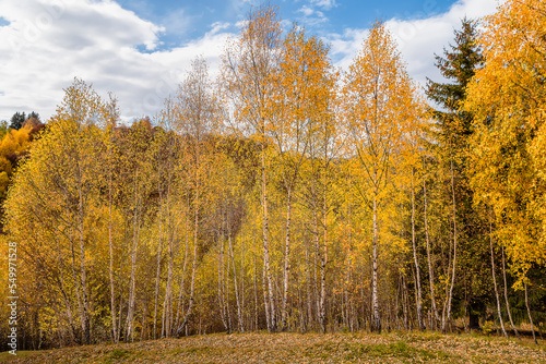 Scenic view of autumn colored aspen forest on Transylvanian Alps in Romania