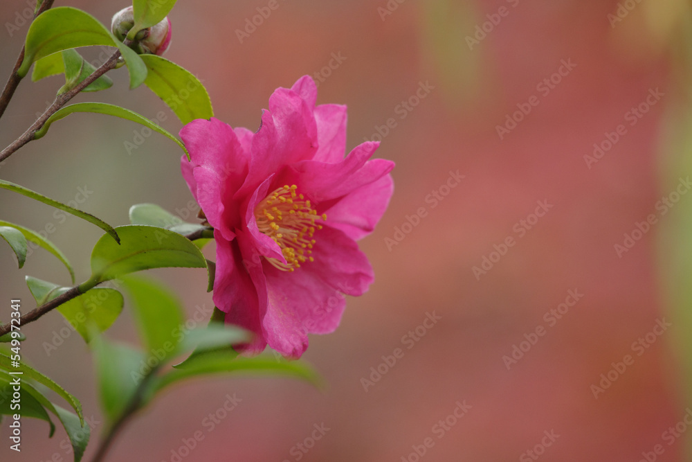 Obraz premium 寒ツバキの背景がもみじの色で美しい