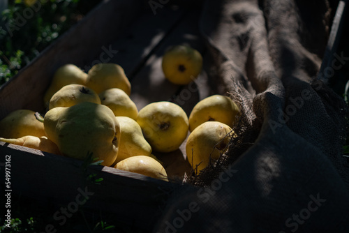 a wooden box with bright yellow pears stands on a fresh green grass. Copy space