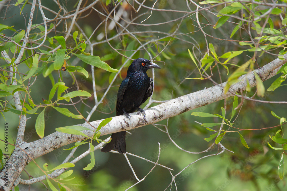 Spangled Drongo in Queensland, Australia Spangled Drongo in Queensland, Australia