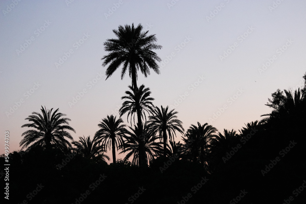 Naklejka premium Palmeras a contraluz