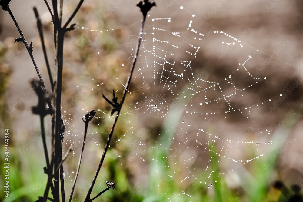 Closeup of dew droplets on a spider web, like little water pearls, during a foggy morning in autumn. Marche region of Italy
