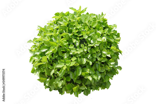green bush  isolated transparency background.