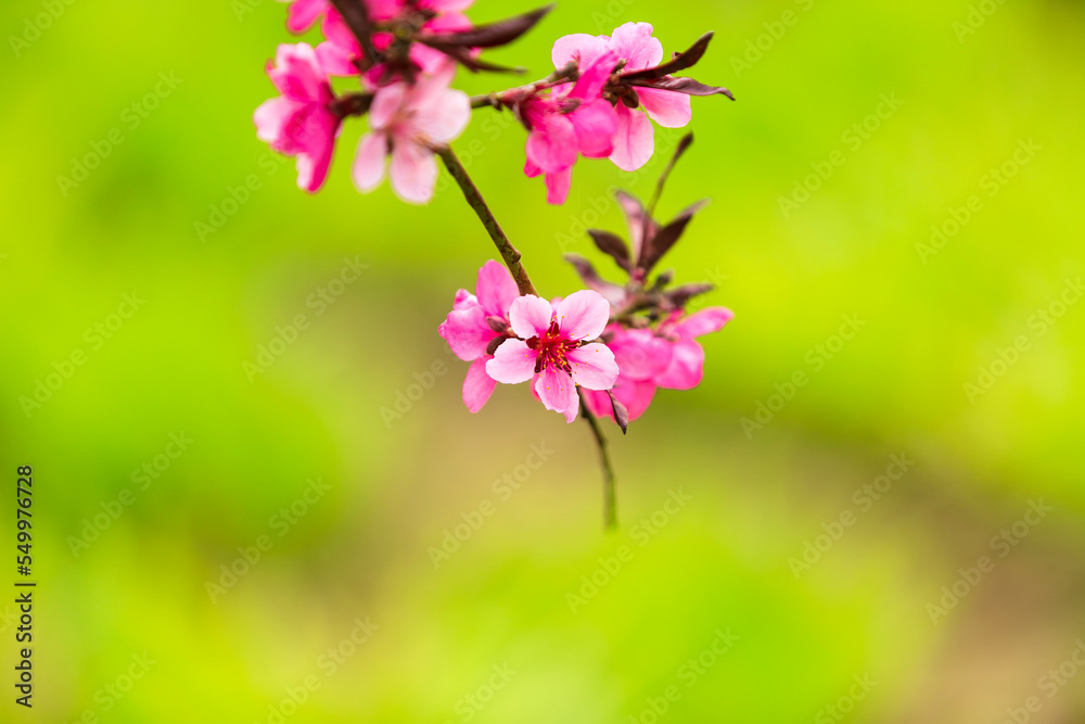 Peach trees blossom in spring