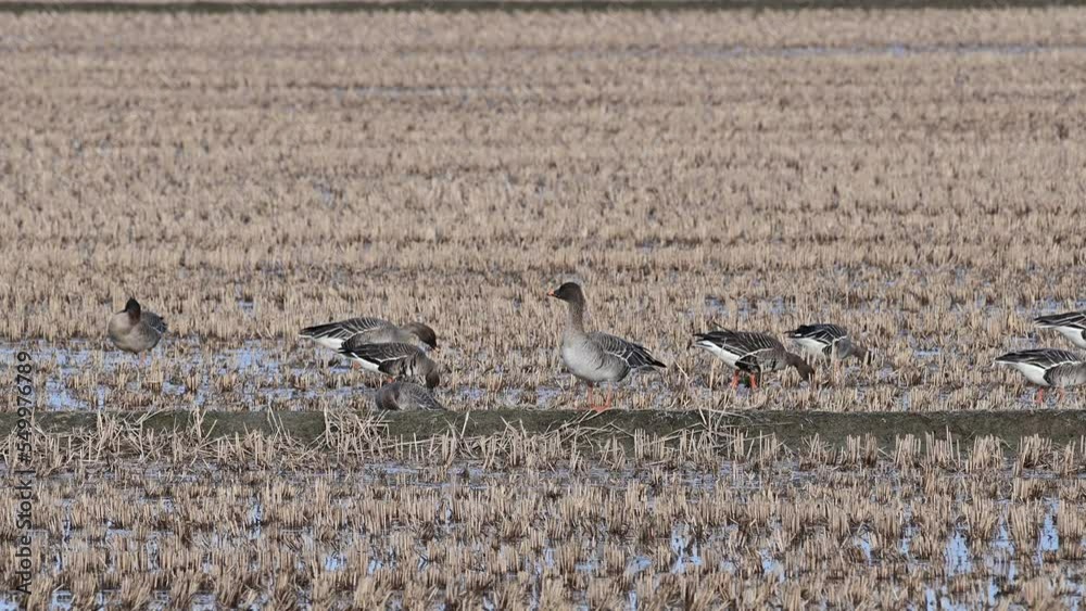 Winter birds in Korea. Bean goose active in winter feeding. Landscape of Bean goose feeding activity in Ganghwa Island, Korea. Winter rice field scenery in Ganghwa Island, Incheon. Anser fabalis. Winter birds in Korea. Bean goose active in winter feeding. Landscape of Bean goose feeding activity in Ganghwa Island, Korea. Winter rice field scenery in Ganghwa Island, Incheon. Anser fabalis.