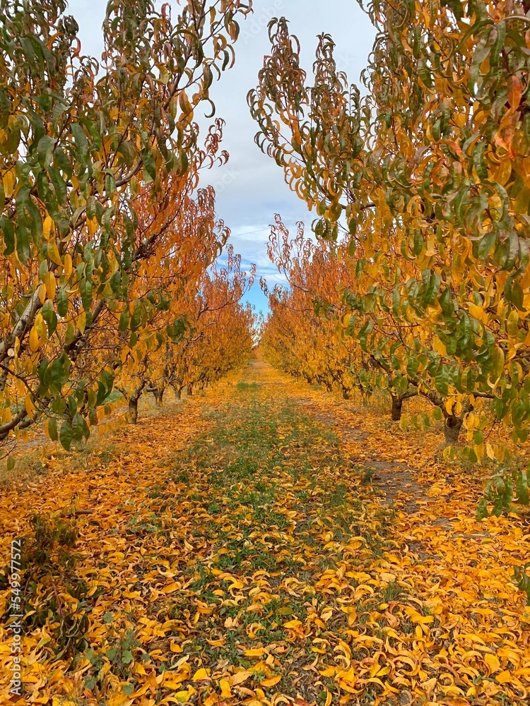 Paisaje de otoño