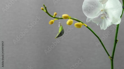 Butterfly Papilio Palinurus malayanus hatching out of pupa to butterfly Timelapse