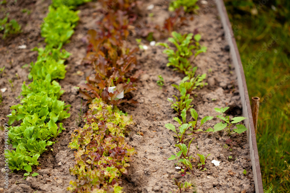 Wooden vegetable bed box with soil in the home garden. Ecology and homegrowing concept Wooden vegetable bed box with soil in the home garden. Ecology and homegrowing concept